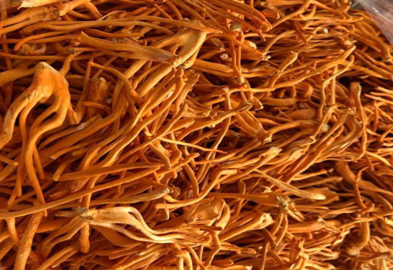 Công dụng của đông trùng hạ thảo sấy thăng hoa